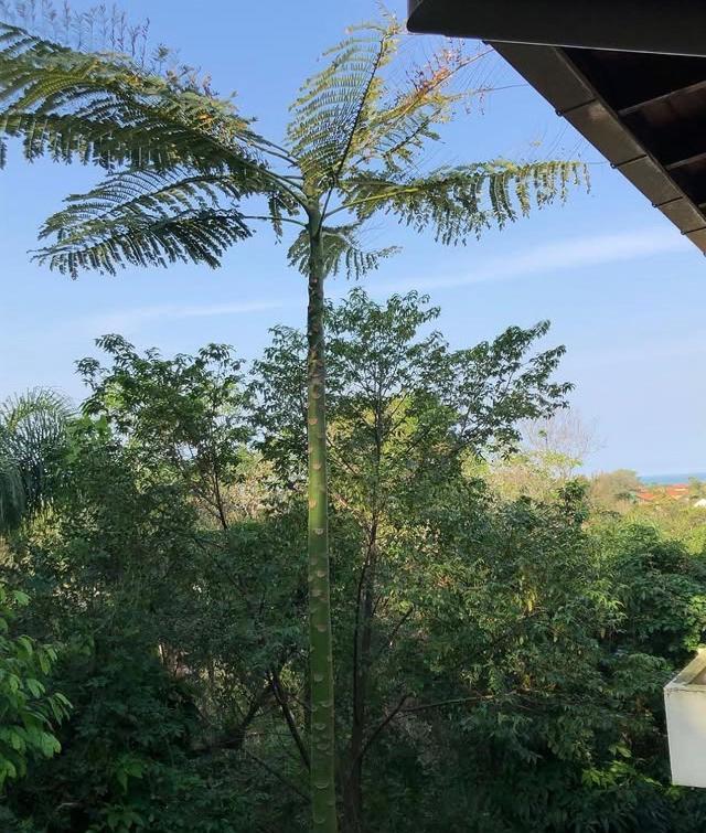 Casa Figueira Na Pedra Otel Florianópolis Dış mekan fotoğraf