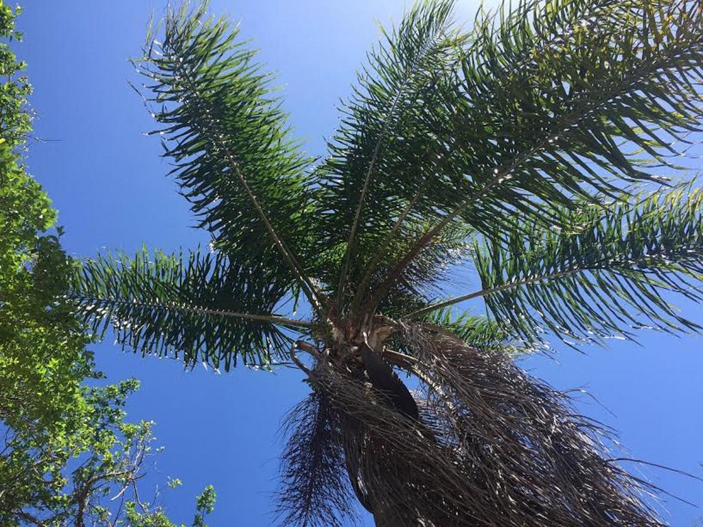 Casa Figueira Na Pedra Otel Florianópolis Dış mekan fotoğraf